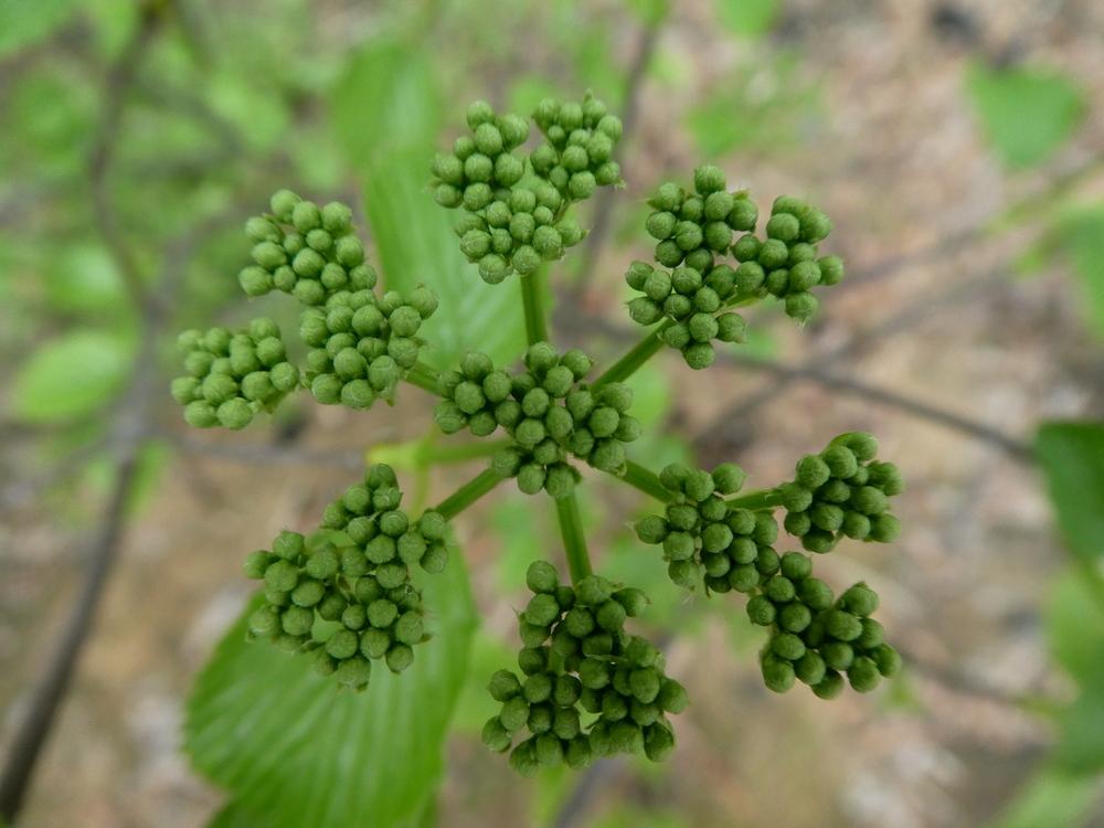 Photo of Arrowwood Viburnum (Viburnum dentatum) uploaded by wildflowers