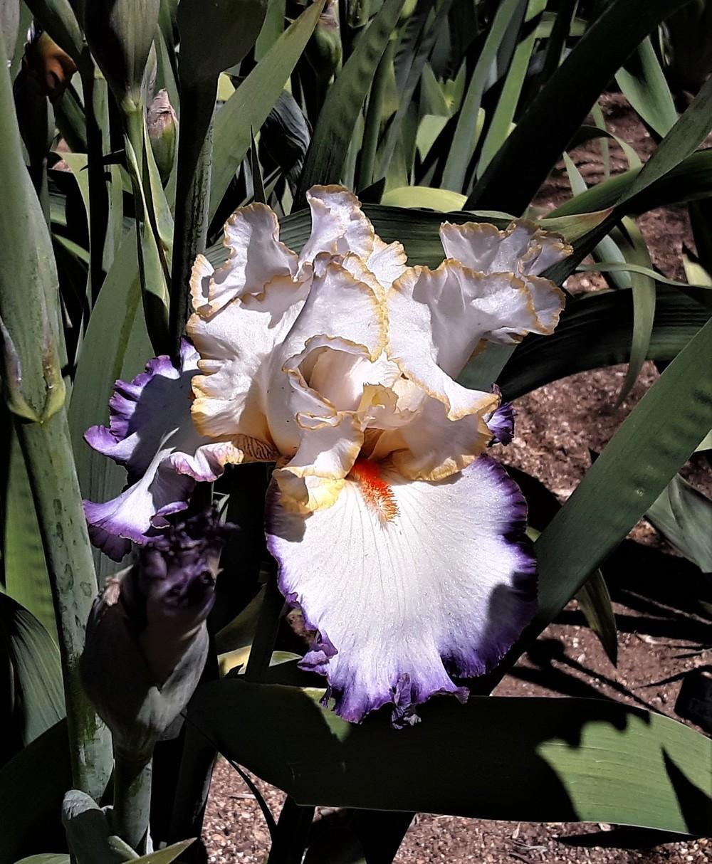 Photo of Tall Bearded Iris (Iris 'In the Loop') uploaded by Bitoftrouble