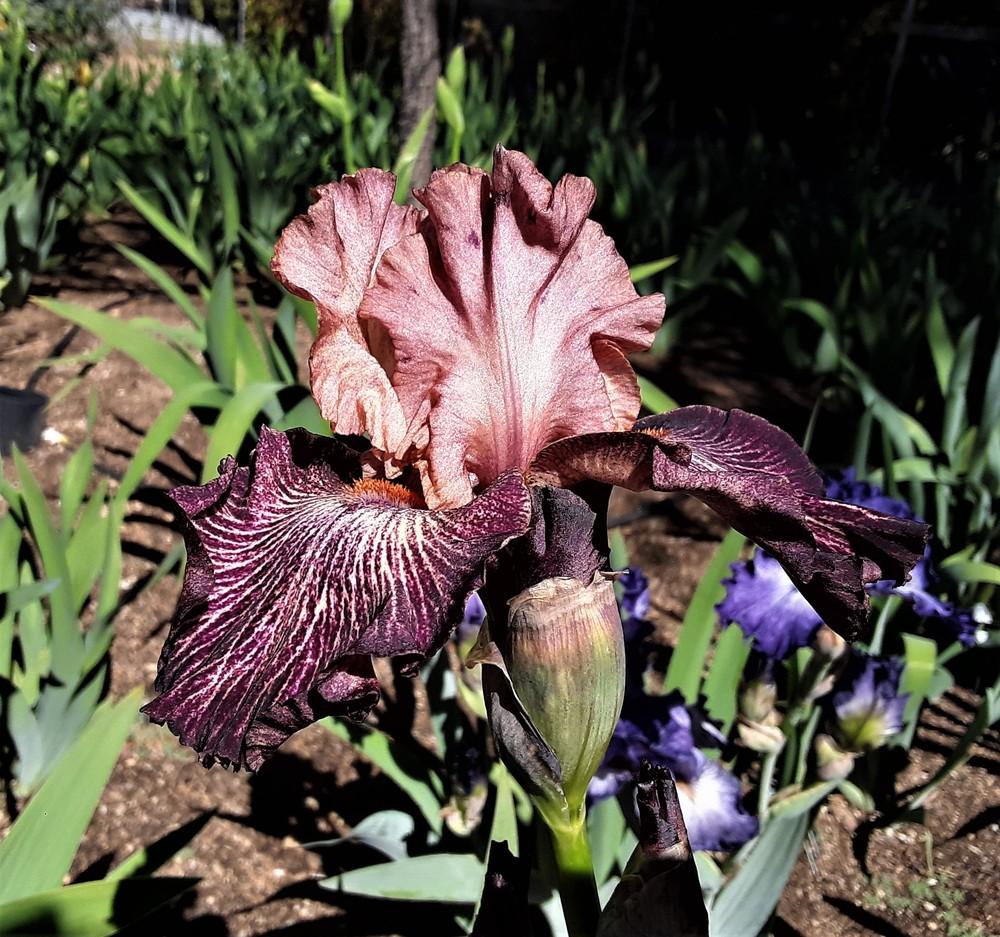 Photo of Tall Bearded Iris (Iris 'Artistic Web') uploaded by Bitoftrouble