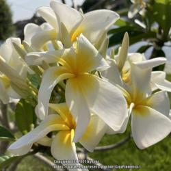 Location: Tampa, Florida
Date: May 2, 2021 9am
My own seedling 4th season bloom. Very fragrant,  a seedling of S