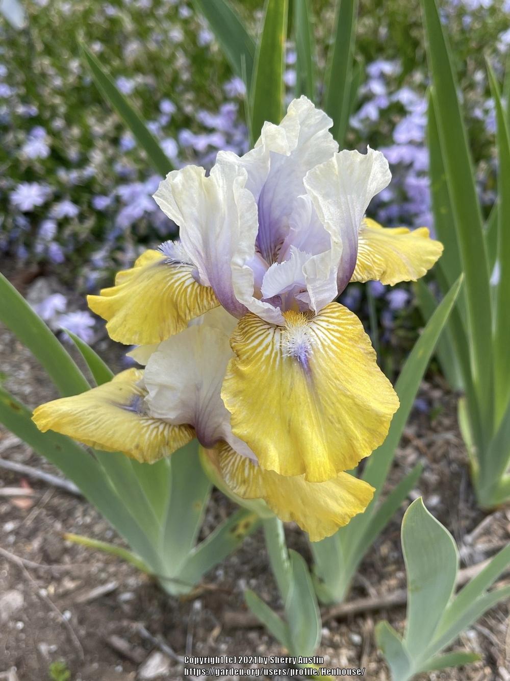 Photo of Intermediate Bearded Iris (Iris 'Double Your Fun') uploaded by Henhouse