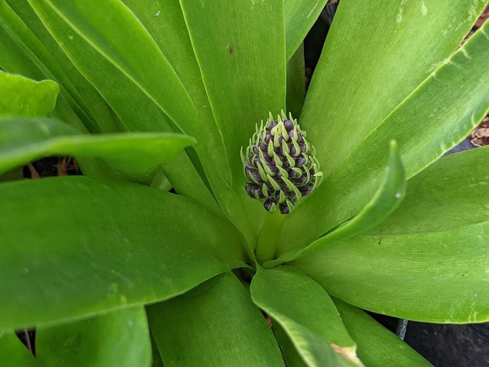 Photo of Peruvian Lily (Scilla peruviana) uploaded by Joy