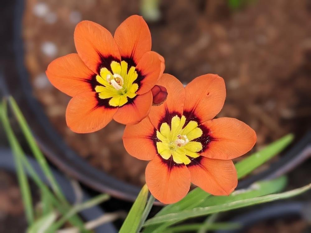 Photo of Harlequin Flower (Sparaxis tricolor) uploaded by Joy