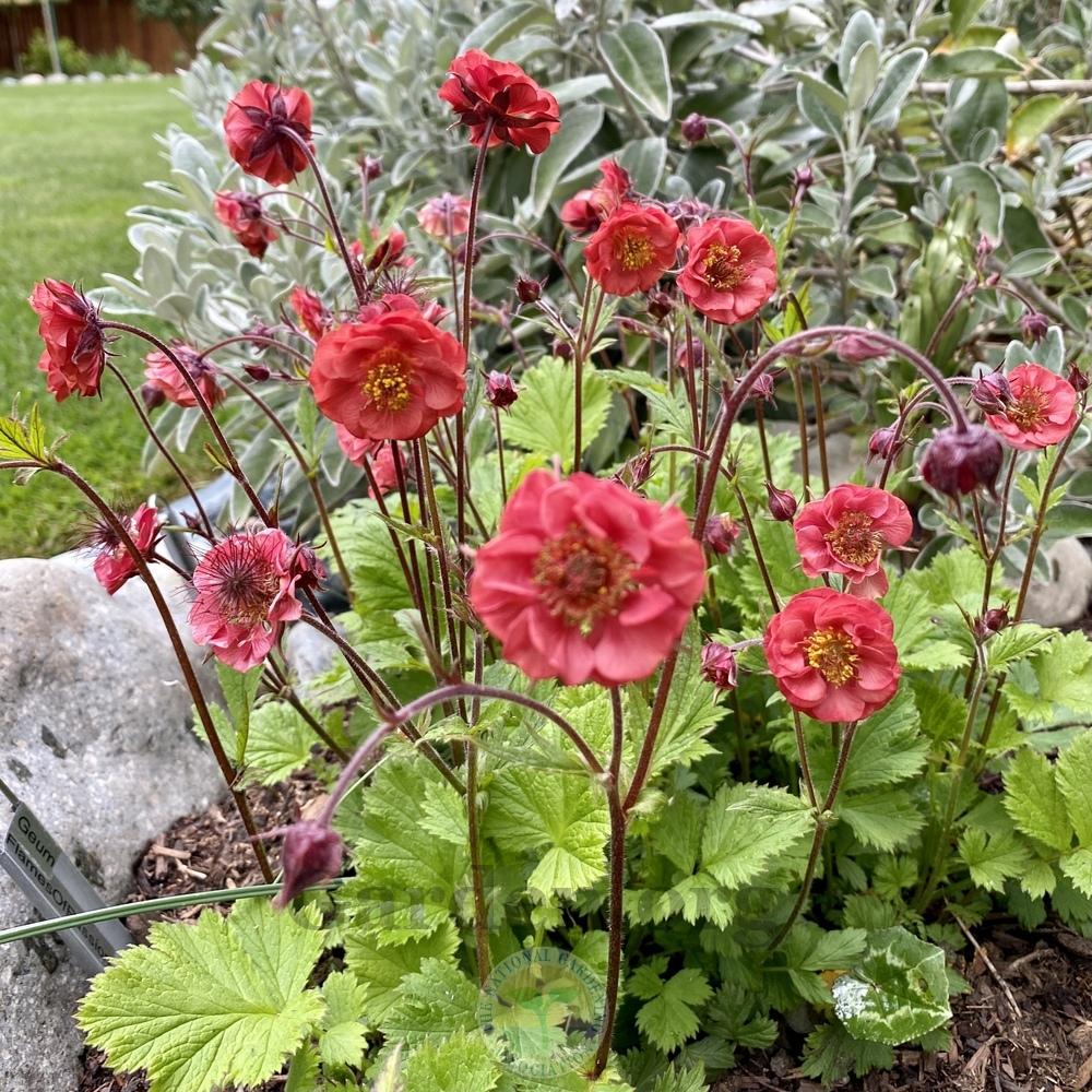 Photo of Geum 'Flames of Passion' uploaded by Patty