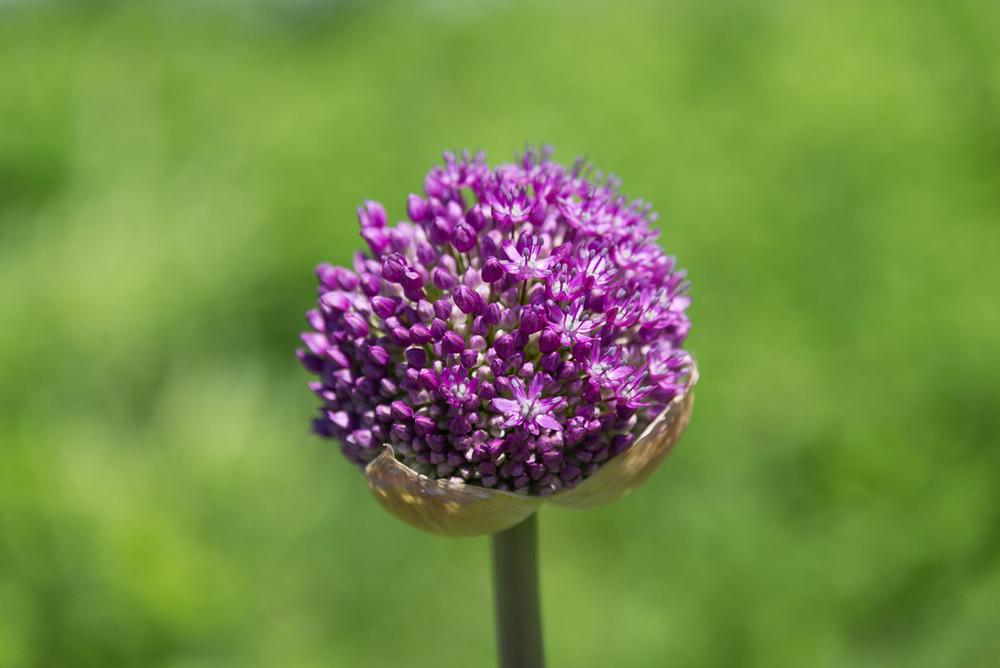 Photo of Flowering Onion (Allium 'Purple Sensation') uploaded by jpmnyc