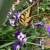 Papilio glaucus, the eastern tiger swallowtail, on pansies. Decat