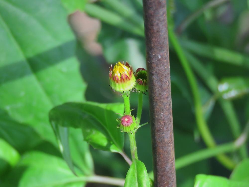 Photo of Mexican Flame Vine (Pseudogynoxys chenopodioides) uploaded by plantladylin