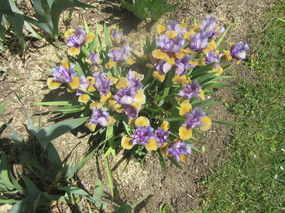 Photo of Standard Dwarf Bearded Iris (Iris 'What Again') uploaded by tveguy3
