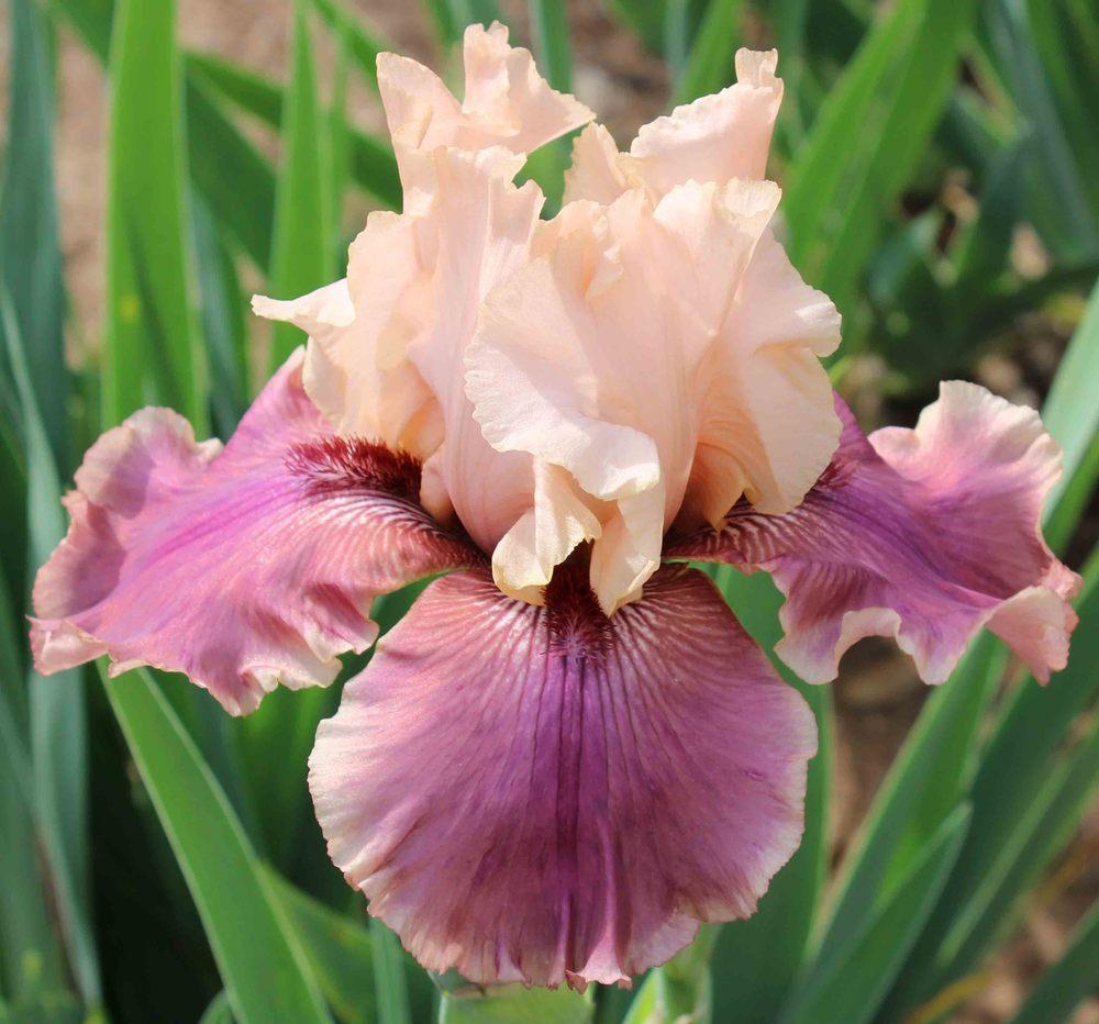 Photo of Tall Bearded Iris (Iris 'Annabelle Rose') uploaded by Bloombuddie