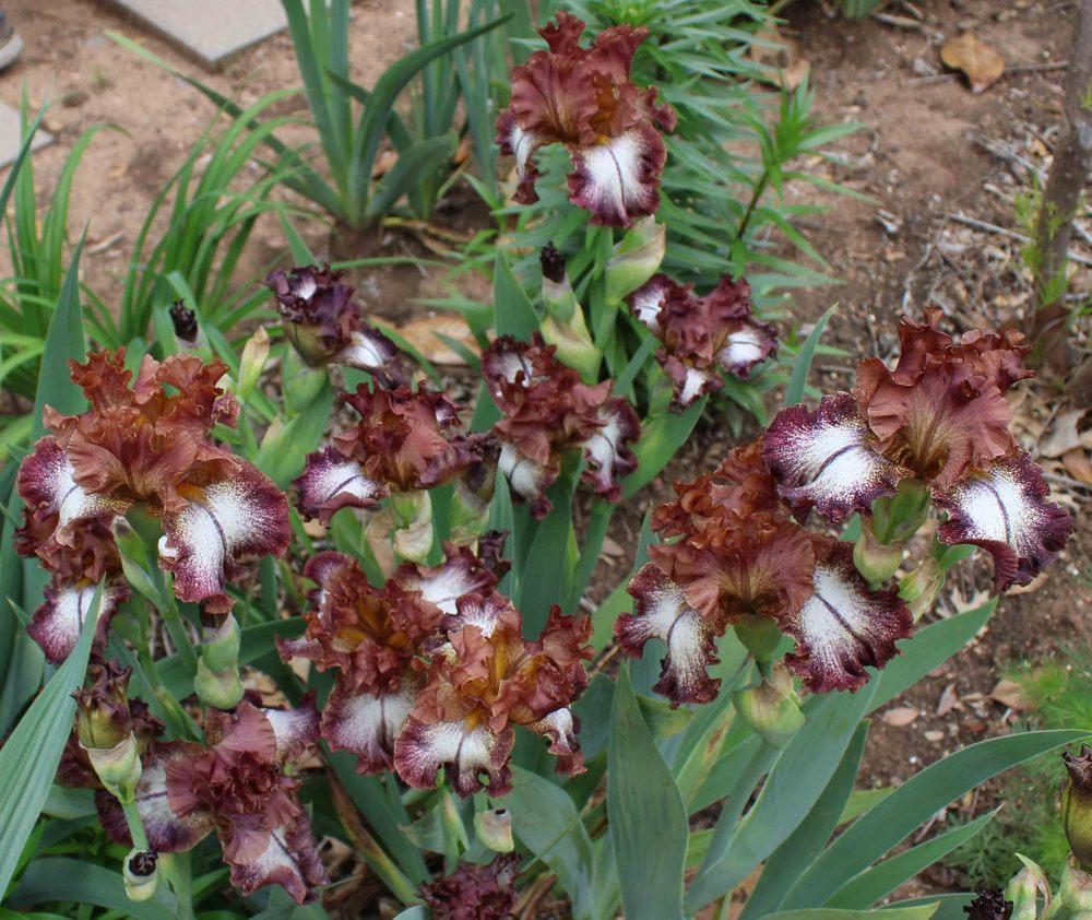 Photo of Tall Bearded Iris (Iris 'Chocolatté') uploaded by Bloombuddie