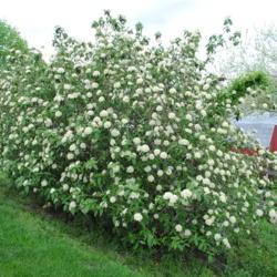 Location: West Chester, Pennsylvania
Date: 2011-04-28
full-grown shrub in bloom