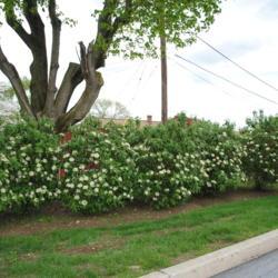 Location: West Chester, Pennsylvania
Date: 2011-04-28
a young screen of shrubs