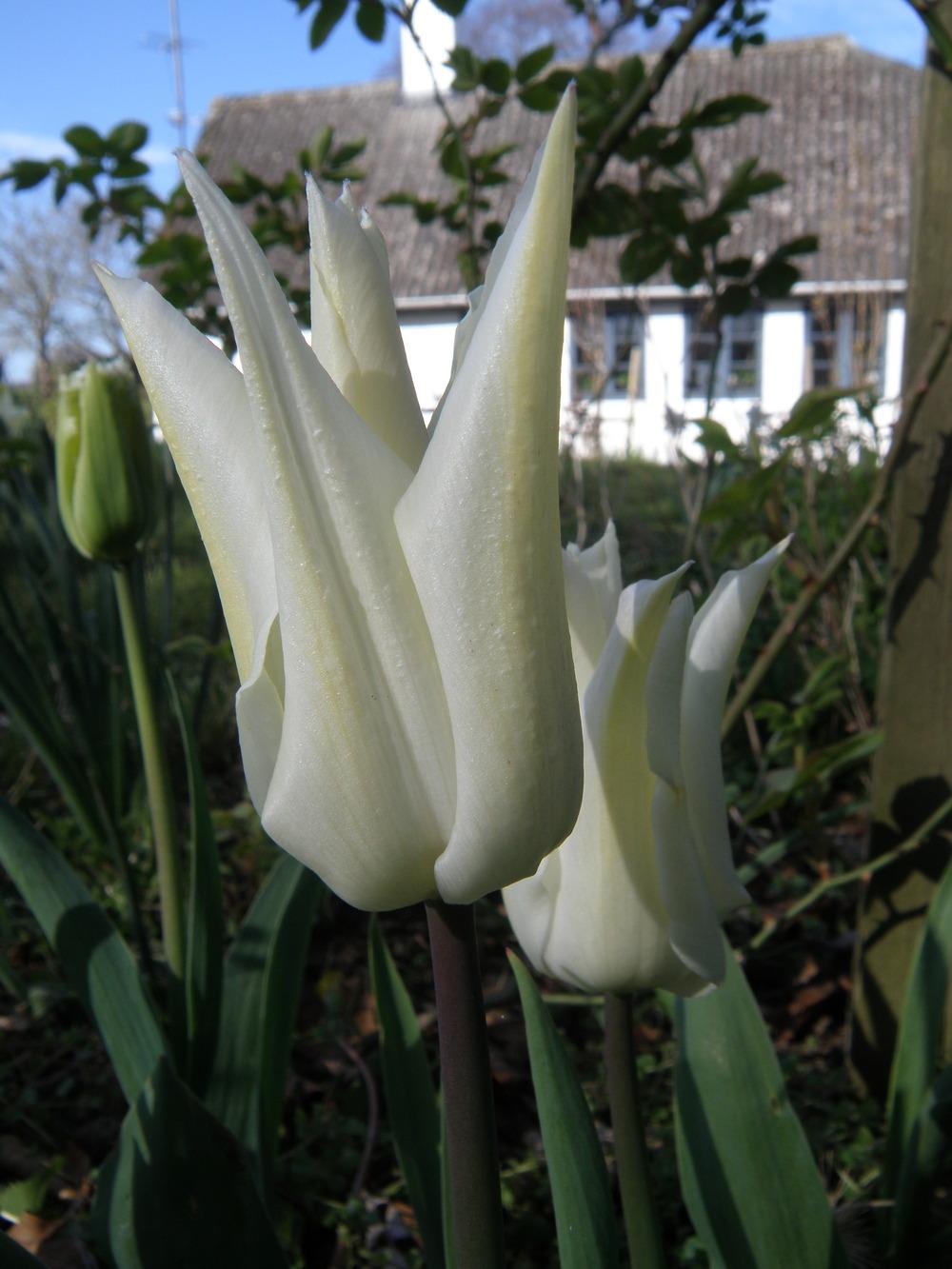 Photo of Lily-Flowered Tulip (Tulipa 'White Triumphator') uploaded by IrisLilli