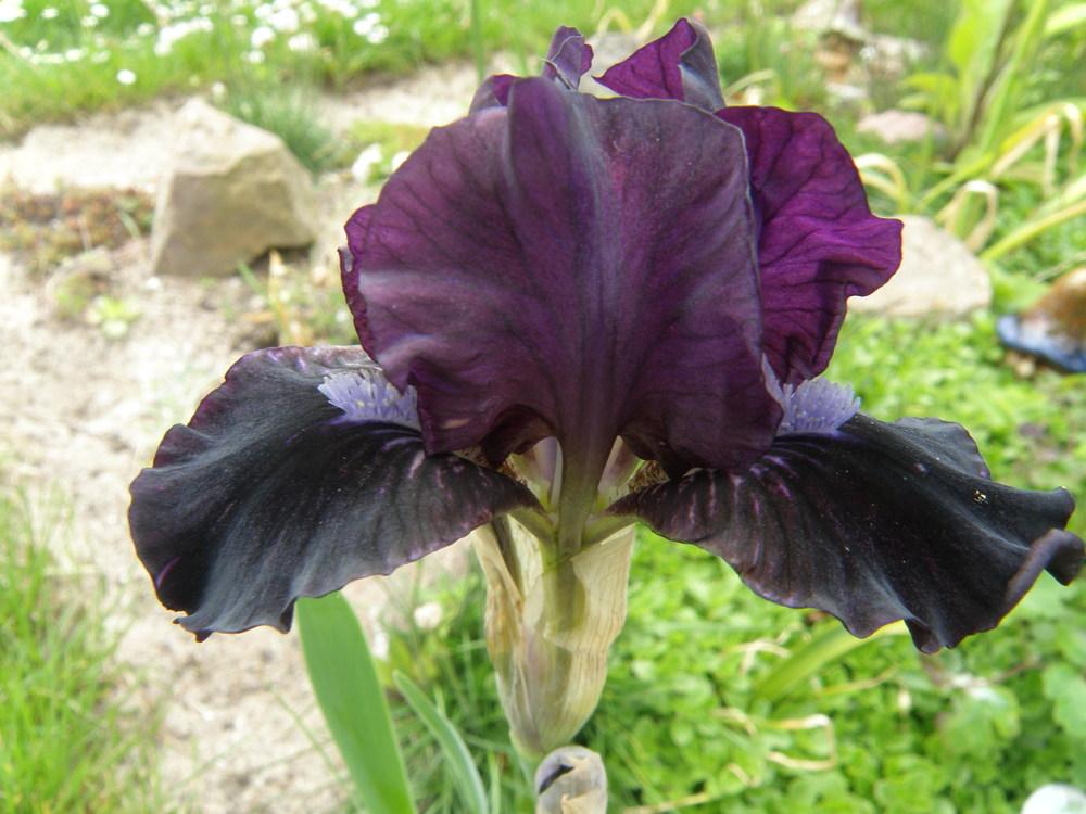 Photo of Miniature Dwarf Bearded Iris (Iris 'Black Olive') uploaded by IrisLilli