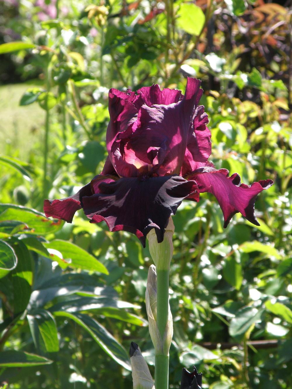 Photo of Tall Bearded Iris (Iris 'Lenten Prayer') uploaded by IrisLilli
