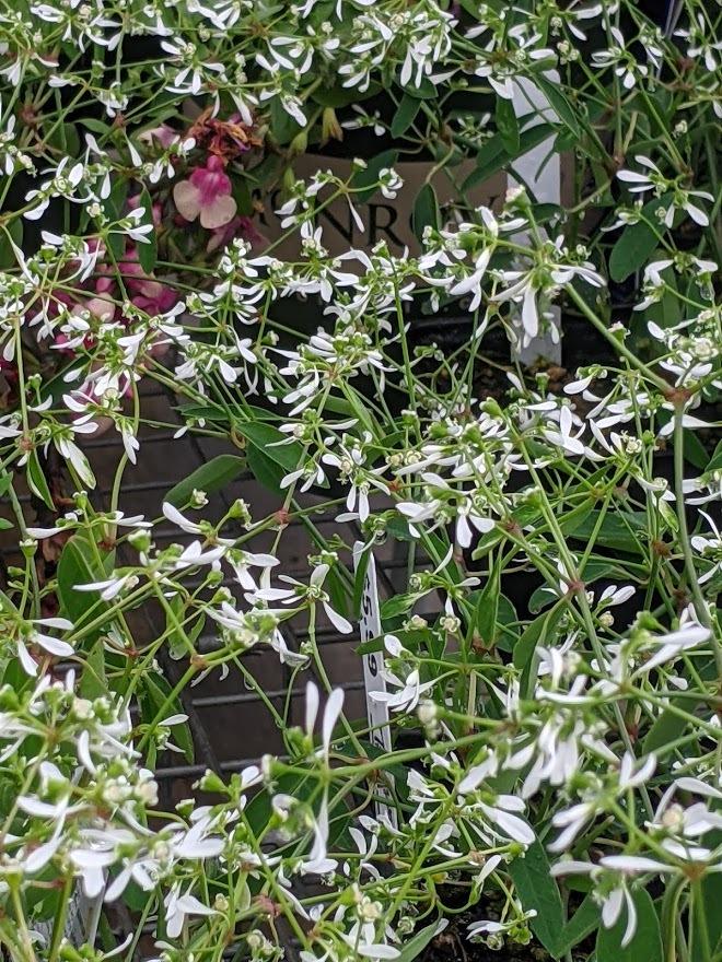 Photo of Euphorbia (Euphorbia hypericifolia Diamond Frost®) uploaded by Joy