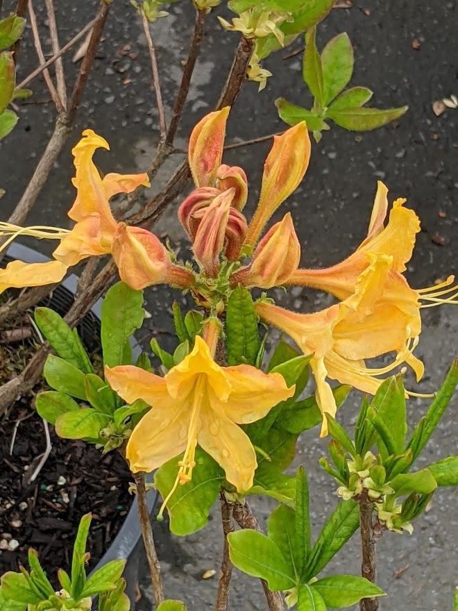 Photo of Deciduous Azalea (Rhododendron 'Golden Lights') uploaded by Joy