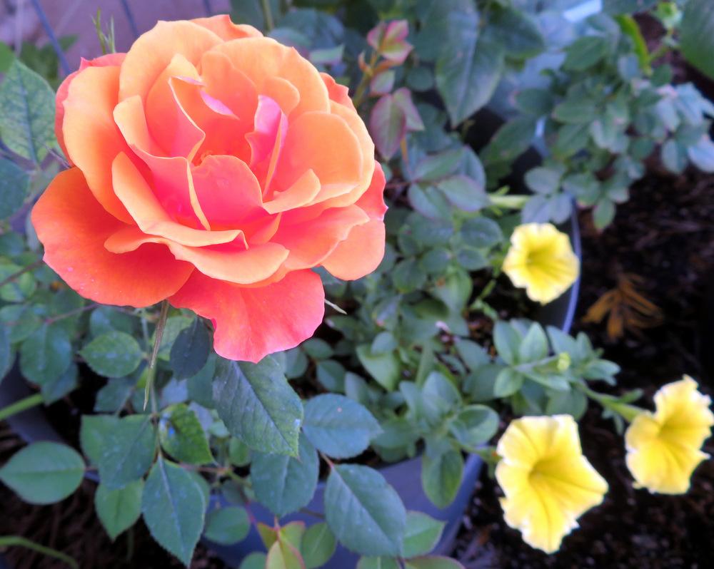 Photo of Rose (Rosa 'Denver's Dream') uploaded by JulieB