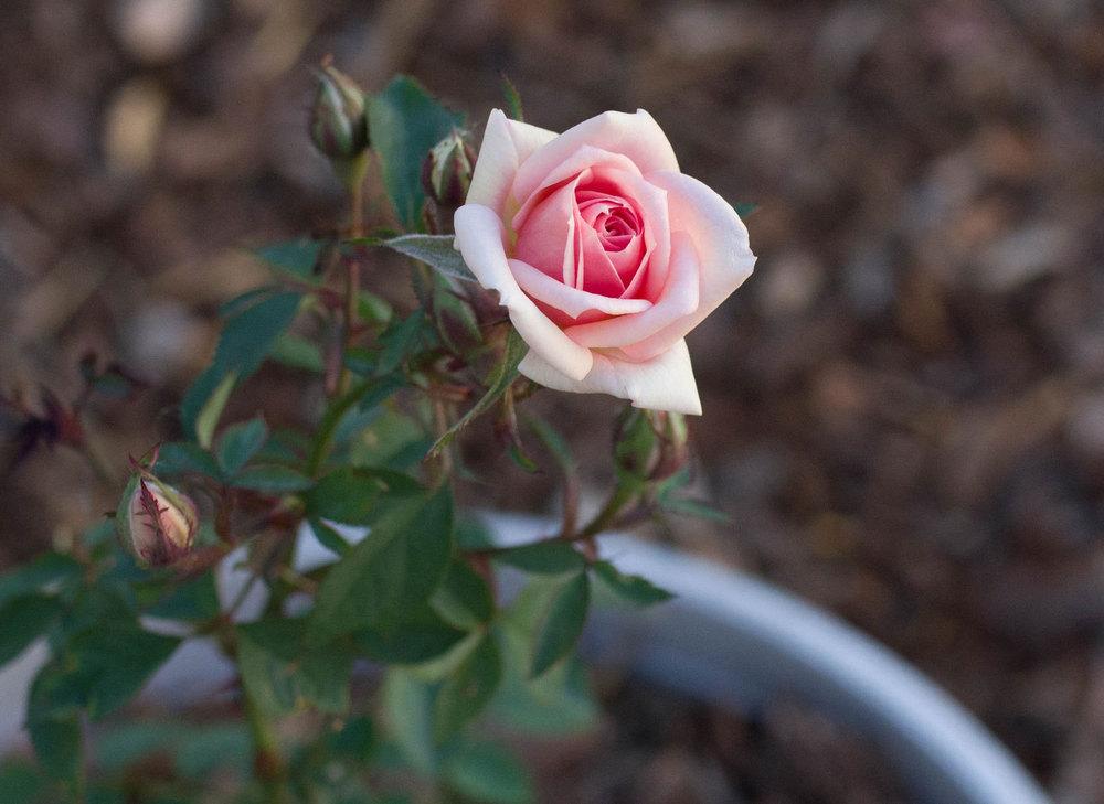 Photo of Rose (Rosa 'Jean Kenneally') uploaded by LaSylphide