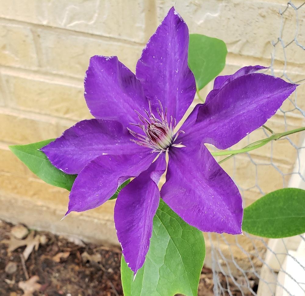 Photo of Clematis 'The President' uploaded by LindsayG