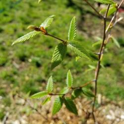 Location: Connecticut 
Date: 2021-05-01
New spring leaves on a young sapling