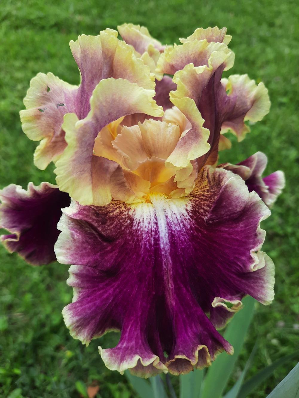 Photo of Tall Bearded Iris (Iris 'Montmartre') uploaded by ShawnSteve