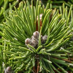 Location: Harper Collection, Hidden Lake Gardens, Michigan
Date: 2020-10-28
Pinus mugo 'Mitsch Mini' - needle detail, with buds.  Needle leng