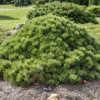 Pinus mugo 'Mitsch Mini' - a slow grower, as befits a dwarf culti