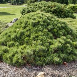 Location: Harper Collection, Hidden Lake Gardens, Michigan
Date: 2020-10-28
Pinus mugo 'Mitsch Mini' - a slow grower, as befits a dwarf culti