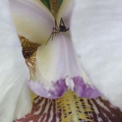 Location: Gardenfish garden
Date: April 2020
Iris detail and a little friend