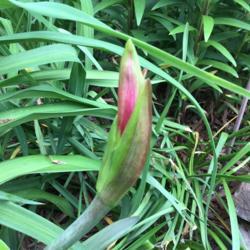 Location: Gardenfish garden 
Date: April 2020
First of two flower buds this year