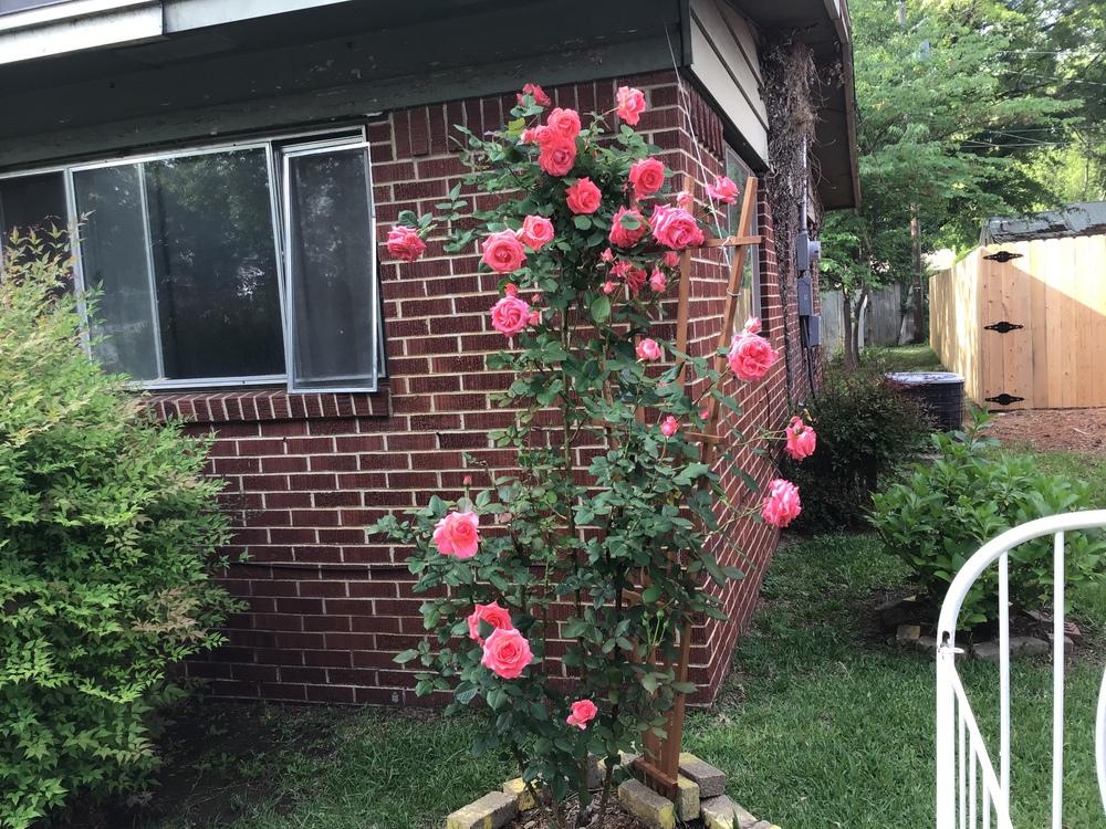 Photo of Rose (Rosa 'America') uploaded by gardenfish