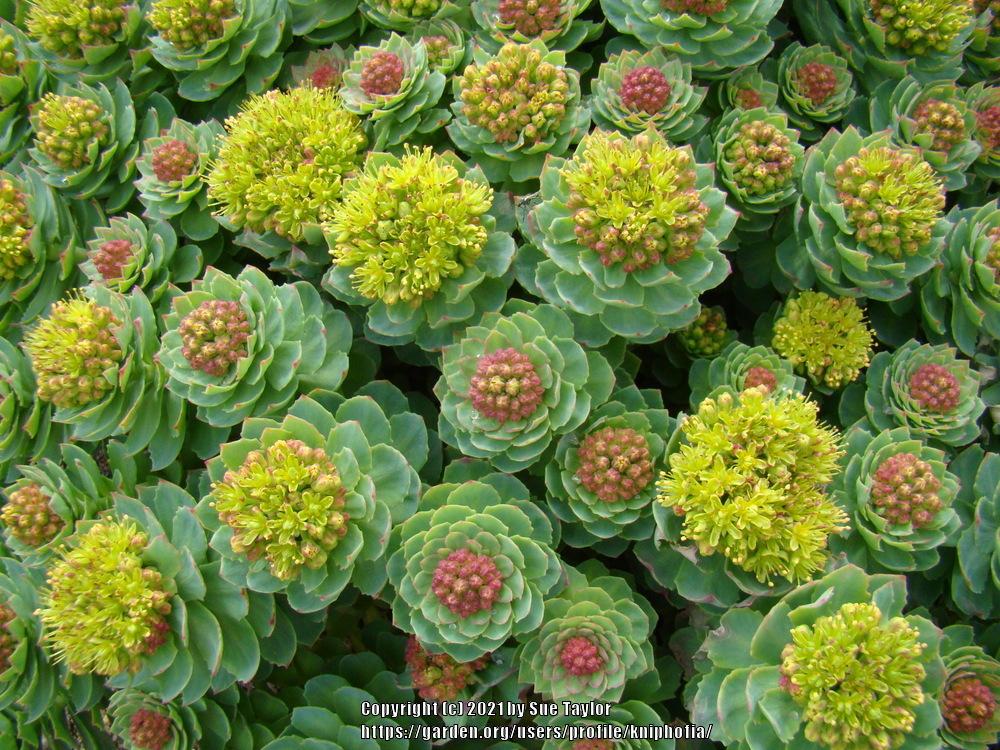 Photo of Rosewort (Rhodiola rosea) uploaded by kniphofia