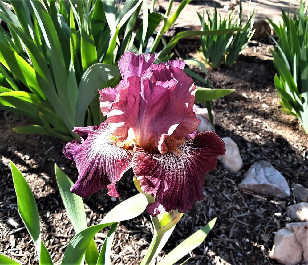 Photo of Tall Bearded Iris (Iris 'Vibrations') uploaded by Bitoftrouble
