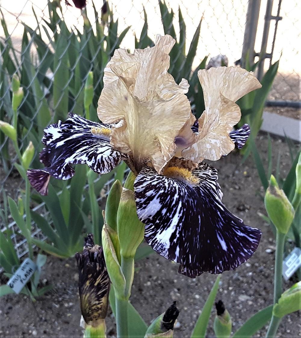 Photo of Tall Bearded Iris (Iris 'Gnus Flash') uploaded by Bitoftrouble