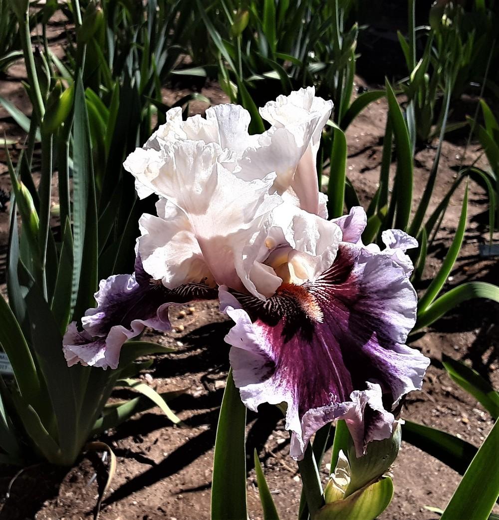 Photo of Tall Bearded Iris (Iris 'Strawberry Freeze') uploaded by Bitoftrouble
