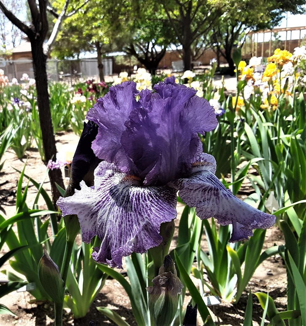 Photo of Tall Bearded Iris (Iris 'Splatter Art') uploaded by Bitoftrouble