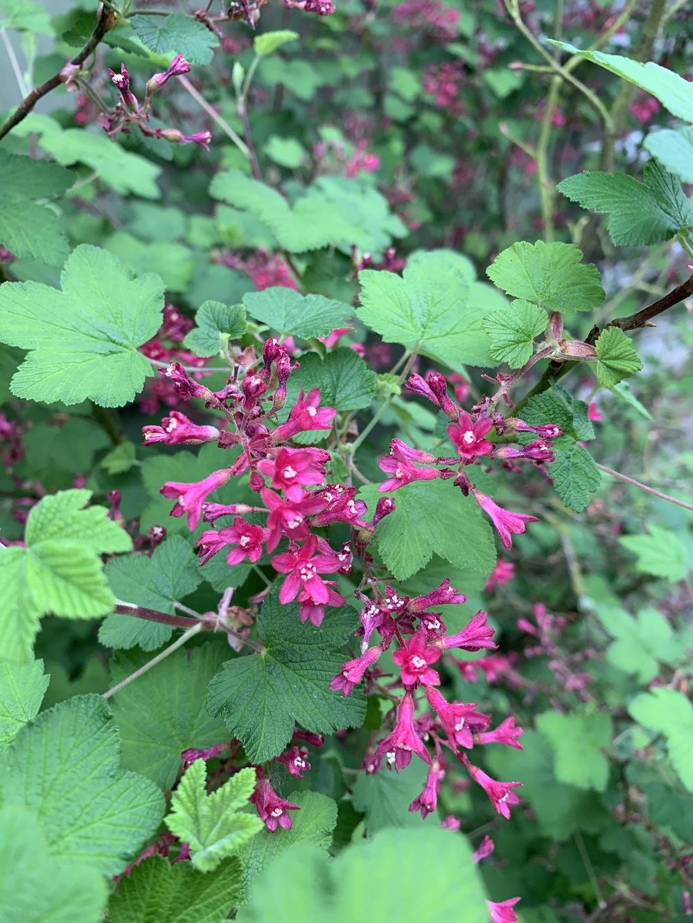 Photo of Blood Currant (Ribes sanguineum) uploaded by IslandGarden