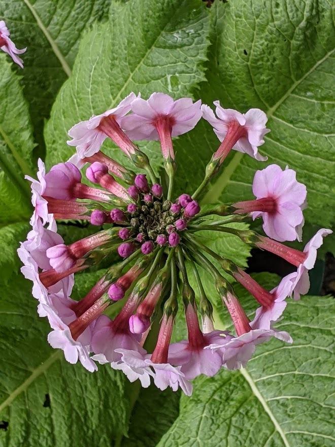 Photo of Japanese Primrose (Primula japonica) uploaded by Joy