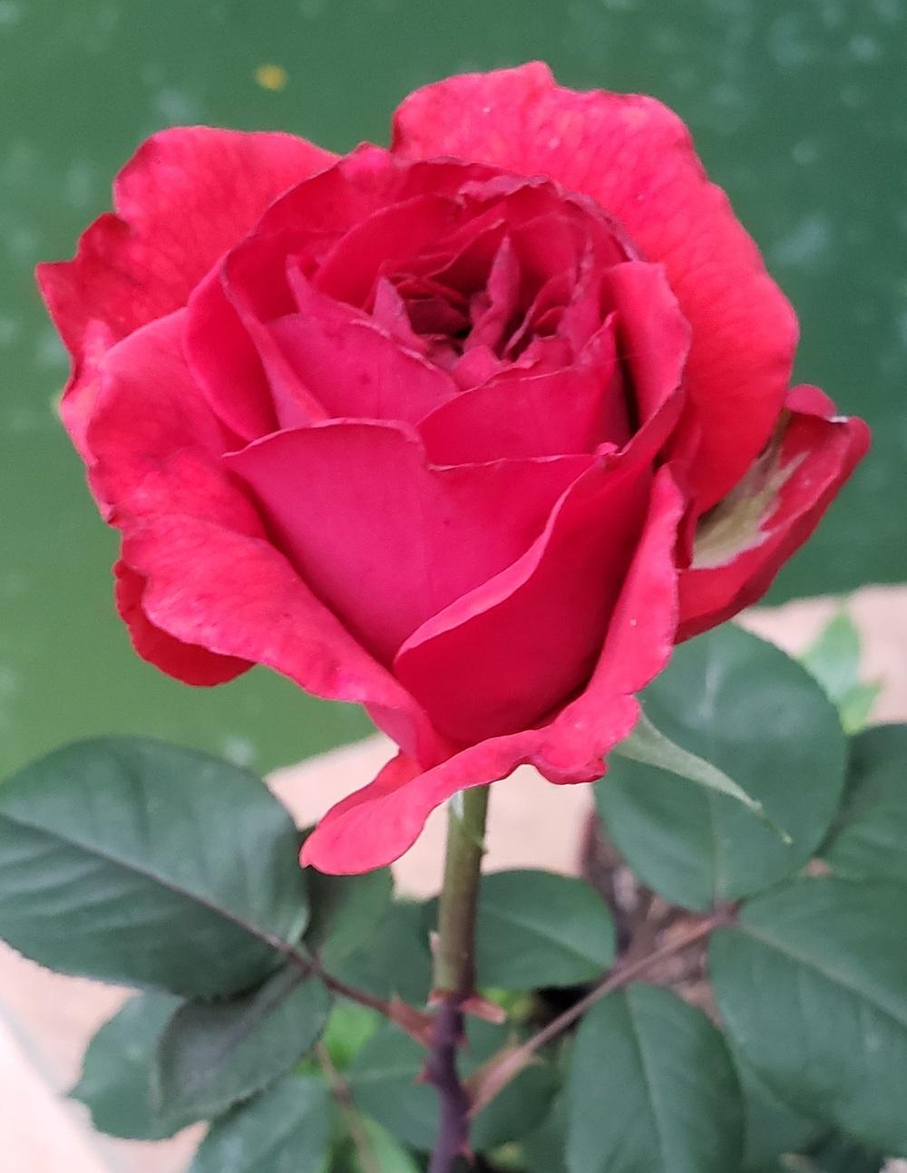 Photo of Rose (Rosa 'Gypsy') uploaded by LindsayG