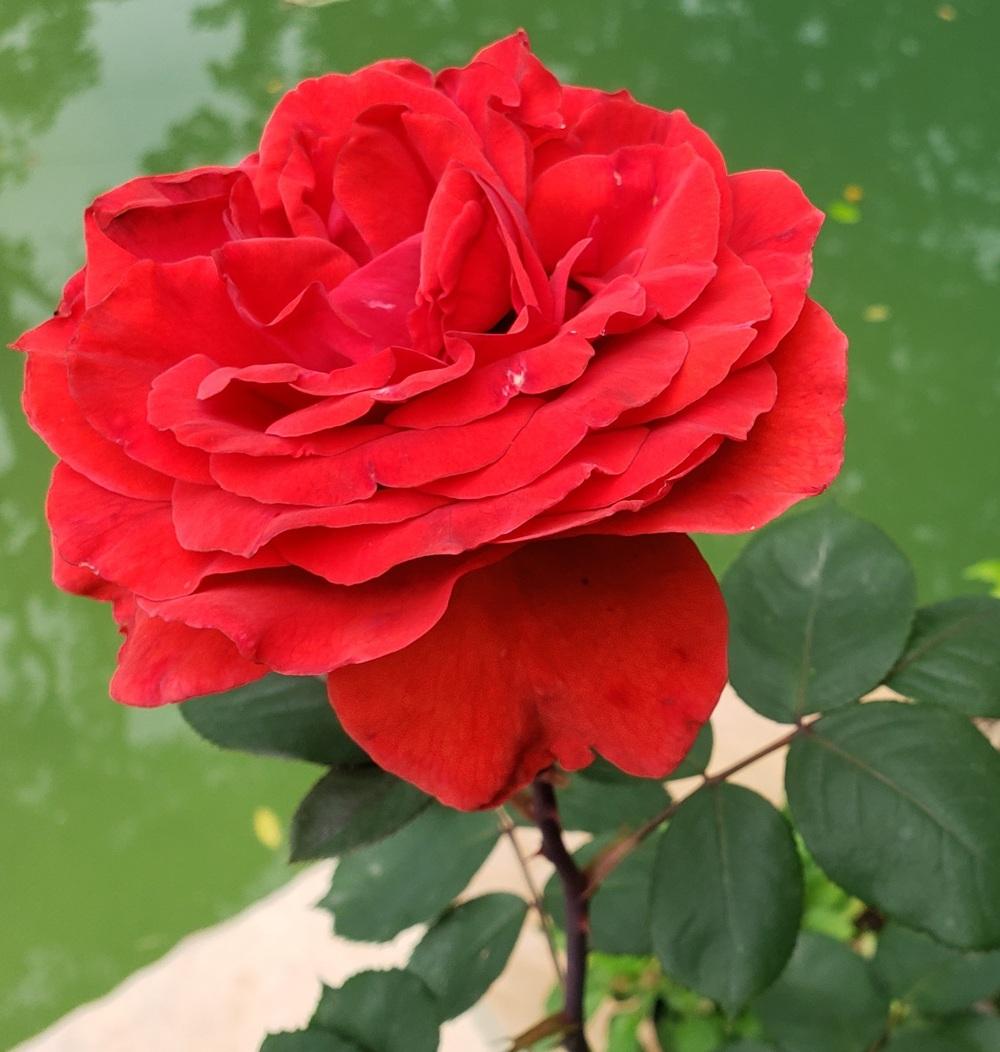 Photo of Rose (Rosa 'Gypsy') uploaded by LindsayG