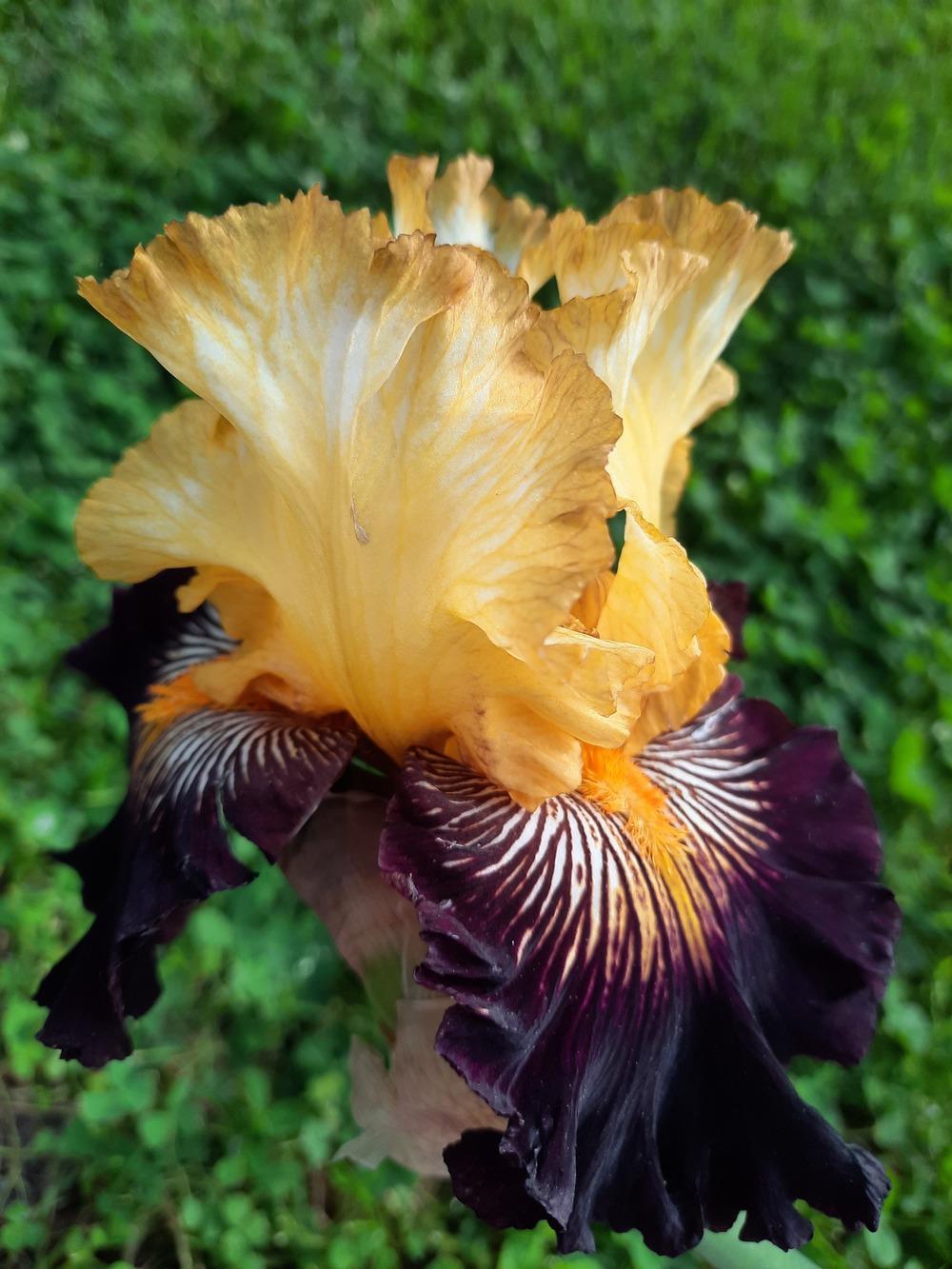 Photo of Tall Bearded Iris (Iris 'Reckless Abandon') uploaded by ShawnSteve