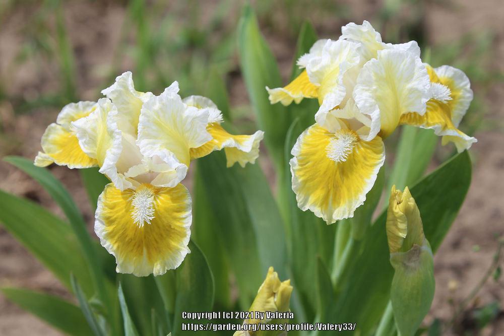 Photo of Standard Dwarf Bearded Iris (Iris 'With Castanets') uploaded by Valery33