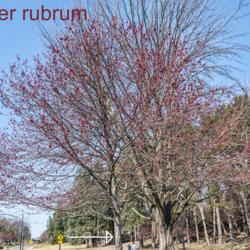 Location: Ann Arbor, Michigan
Date: 2021-04-03
Acer rubrum, cultivar unknown, in bloom.  Red maples bloom earlie