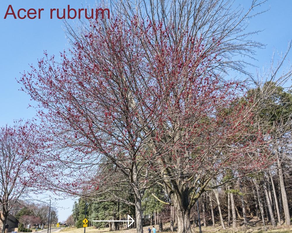 Photo of Red Maple (Acer rubrum) uploaded by arctangent