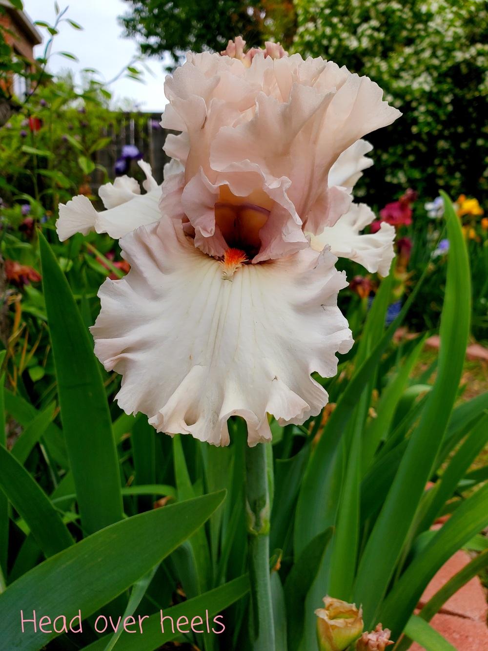 Photo of Tall Bearded Iris (Iris 'Head Over Heels') uploaded by javaMom