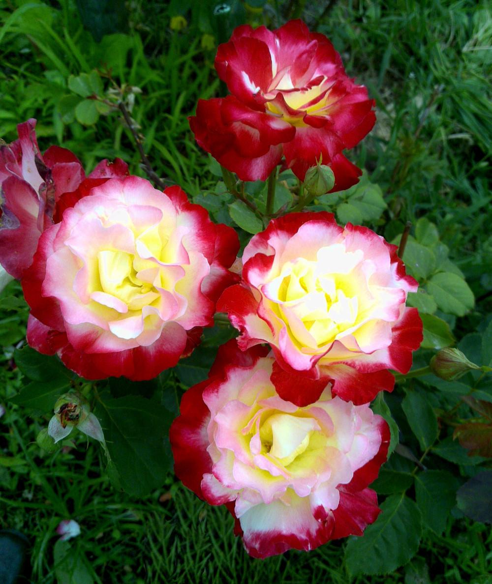 Photo of Hybrid Tea Rose (Rosa 'Double Delight') uploaded by manueldalmeida