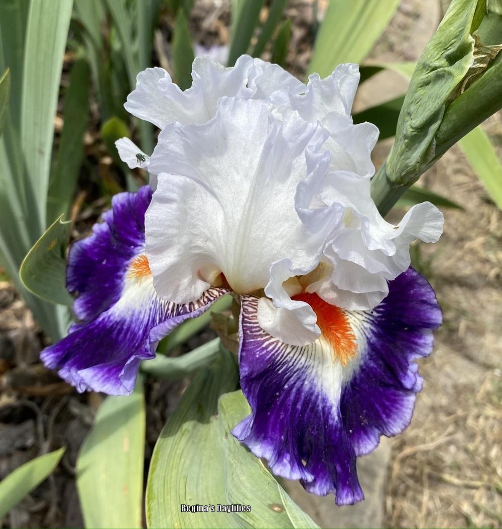 Photo of Tall Bearded Iris (Iris 'Gypsy Lord') uploaded by scflowers