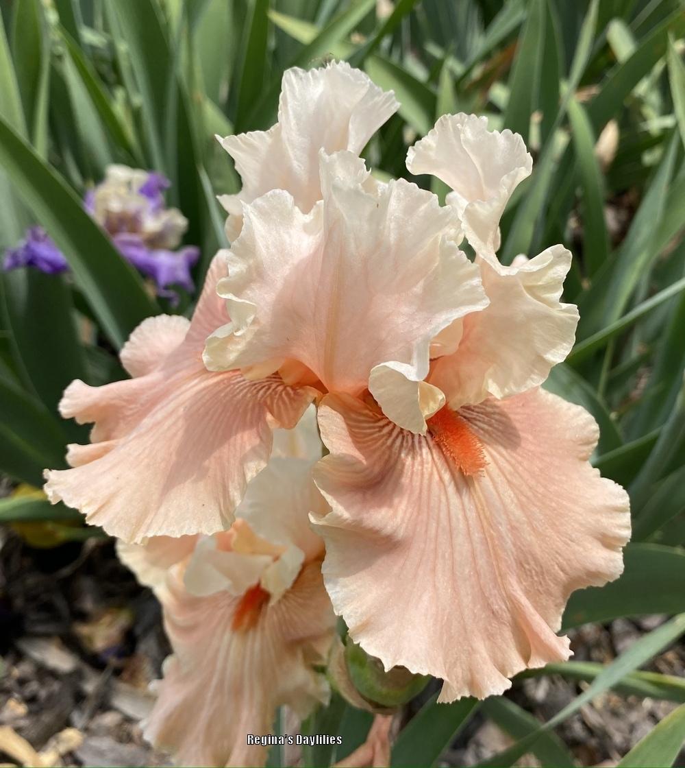 Photo of Tall Bearded Iris (Iris 'Bashful Princess') uploaded by scflowers