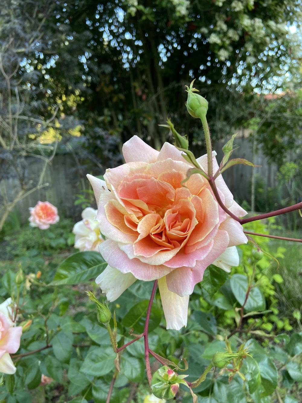 Photo of Rose (Rosa 'Helen Hayes') uploaded by Calif_Sue